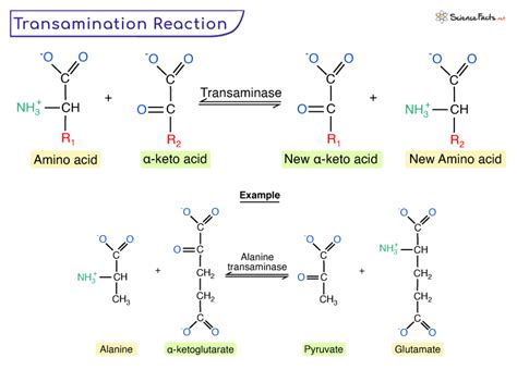 aspartate amino transf (ast/sgot)|what is aspartate transaminase.